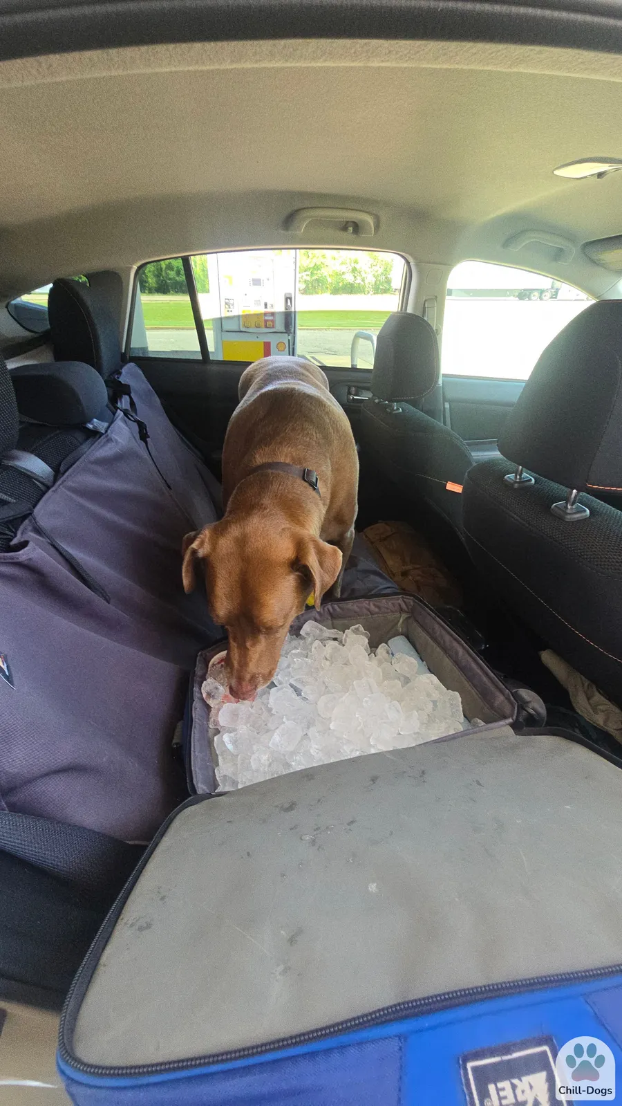 Dog eating ice from cooler at road trip rest stop for cooling and hydration