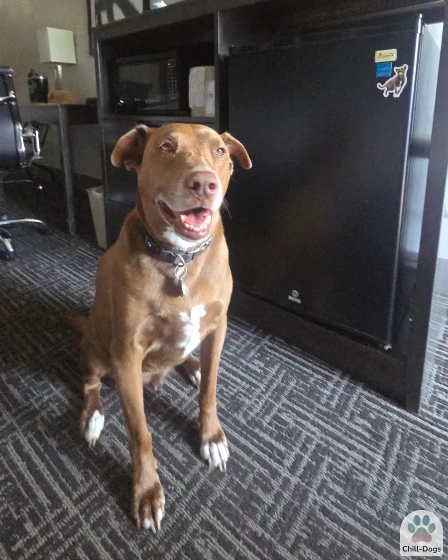 Pit bull dog posing next to souvenir magnet at hotel stop during cross-country road trip