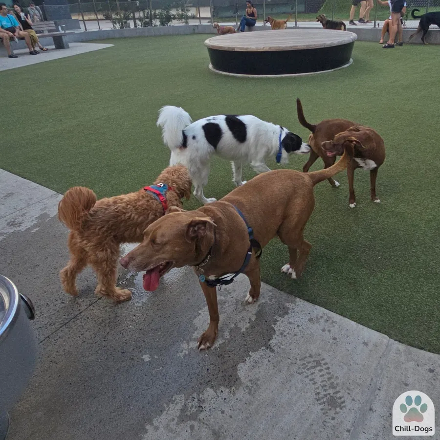 Dog socializing at dog park during cross-country road trip rest stop