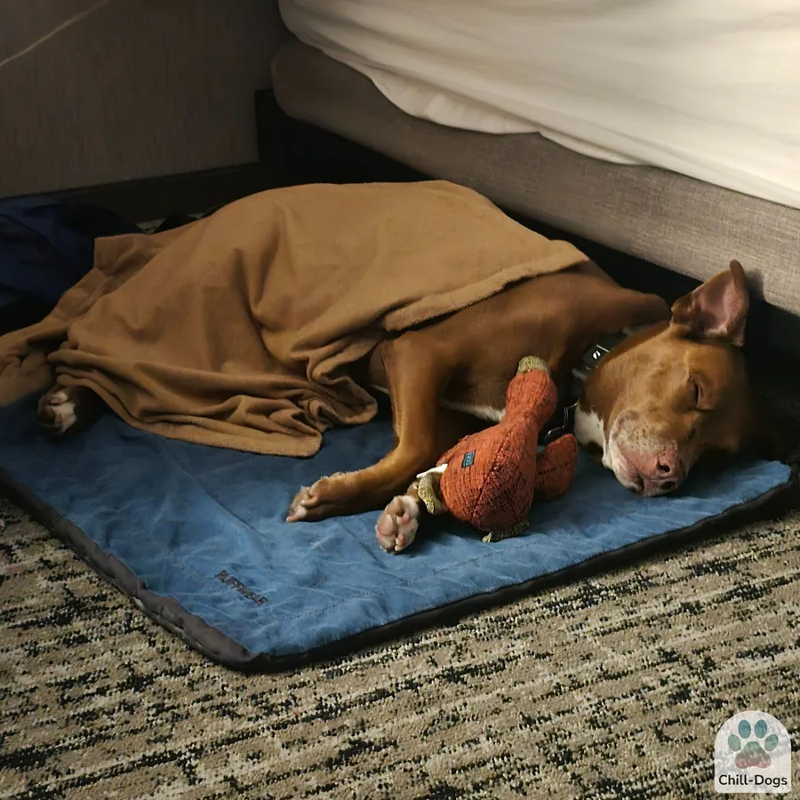 Dog resting on travel bed with blanket at road trip overnight hotel stop