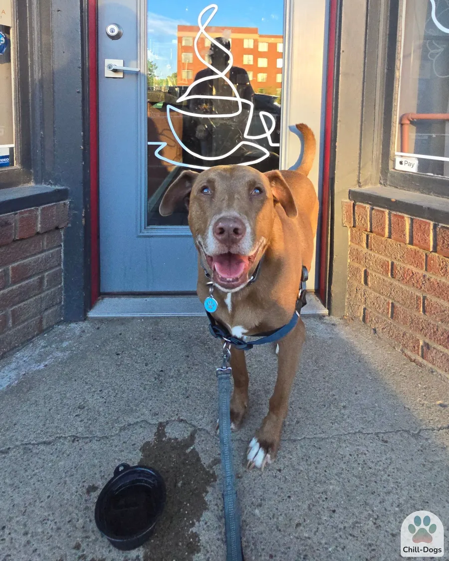 Dog drinking water from collapsible bowl at road trip rest stop