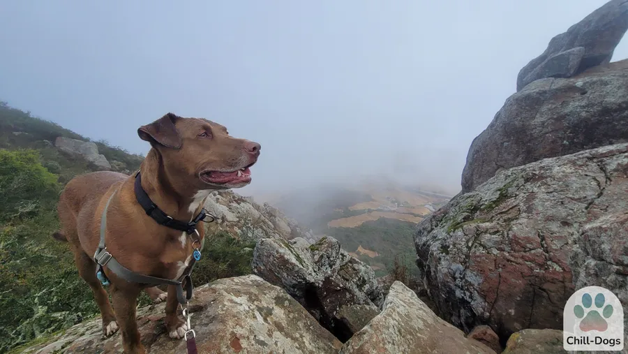 Rhys, a 7-year-old pit bull mix, muddy but safe after being found on Cerro San Luis Obispo
